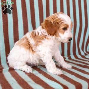 Alex, Mini Goldendoodle Puppy